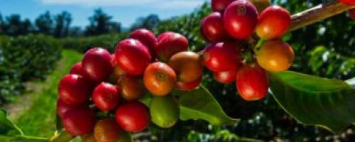 Coffee Kenya App Policy